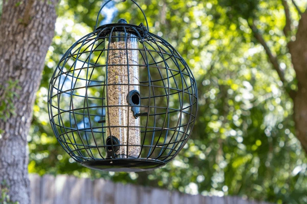 bird feeder hanging tree back 600nw 2450361181